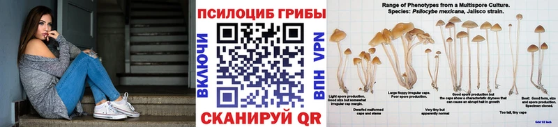 KRAKEN   Приволжский  Псилоцибиновые грибы прущие грибы 